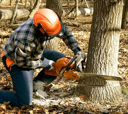 Tree Removal in Marion, KS
